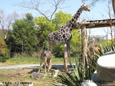 Tennōji- Zoo